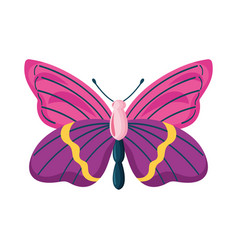 Pink And Purple Butterfly Insect