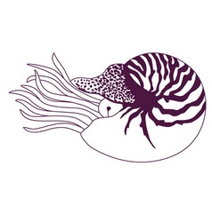 Nautilus Pompilius