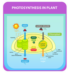 Process Of Photosynthesis In Plant