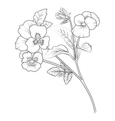 Pansy Flower Clipart Realistic Drawing