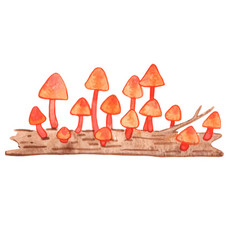 Orange Mushroom On Old Timber Border Watercolor