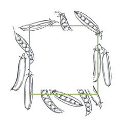 Hand-drawn Green Peas In Pods Frame Sketch