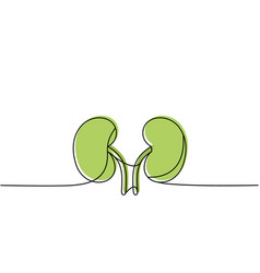 Human Kidneys One Line Colored Continuous Drawing