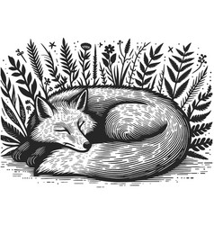 Sleeping Fox In Forest