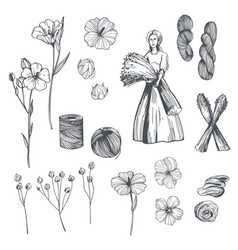 Flax Plants Sketch