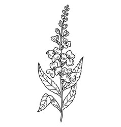 Mint Flower Sketch Hand Drawn Botany Herb