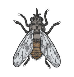 Tsetse Fly Insect Color Sketch Engraving