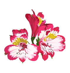 Pink Alstroemeria Tropical Flower South American