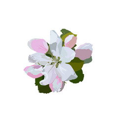 Apple Tree Blossom Flowers Isolated