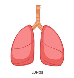 Human lungs respiratory system healthy lungs Vector Image