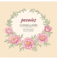 Peonies Royalty Free Vector Image - VectorStock