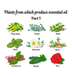 Plants From Which Produce Essential Oils