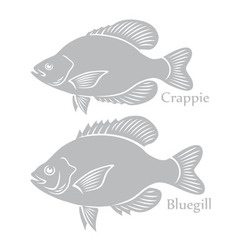 Bluegill Crappie