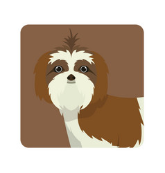 Cute Shih Tzu Dog On White Background