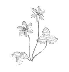 Drawing Hepatica