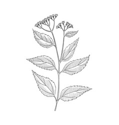 Drawing White Snakeroot