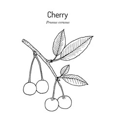 Sour Cherry Or Prunus Cerasus Official State