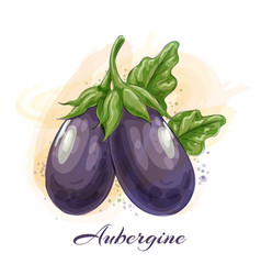 Eggplant Watercolor Drawing