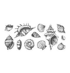 Hand Drawn Tropical Marine Seashells Black