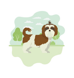 Cute Shih Tzu Dog On White Background