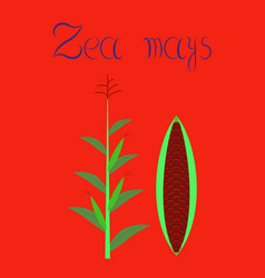 Flat On Background Zea Mays