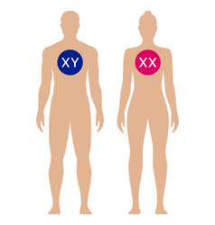 Male And Female Xx Xy Chromosome Difference