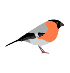 Pyrrhula - Eurasian Bull Finch - Male - S