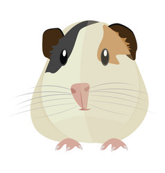 Guinea Pig On A White Background