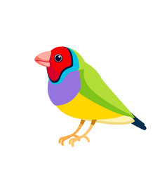 Gouldian Finch Or Lady Finch Gould S