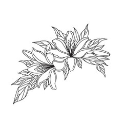 Lily Flowers Bunch Linear Drawing