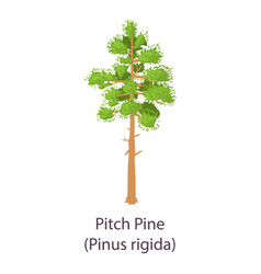 Pitch Pine Icon Flat Style