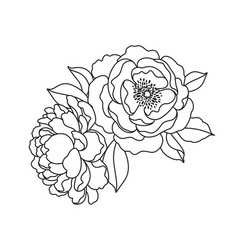 Peony Flowers Bunch Linear Drawing