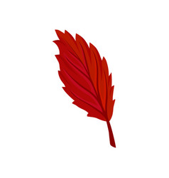 Bright Red Autumn Alder Leaf