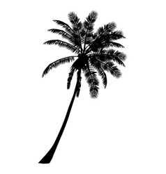 Palm Tree Silhouette