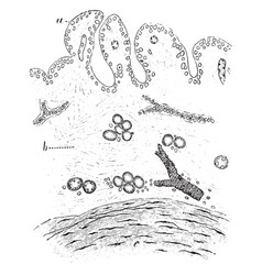 Synovial Membrane Vintage