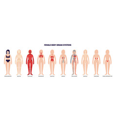 Female Body System Set