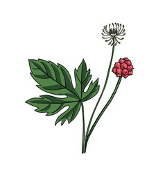 Drawing Goldenseal