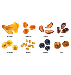 Dry Fruits Realistic Set