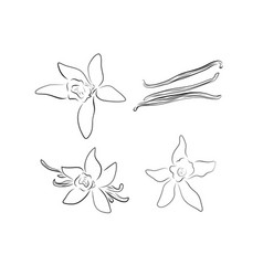 Flower And Pod Vanilla In Hand Drawn Sketch