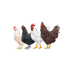 Group Of Chicken Watercolor Style On White