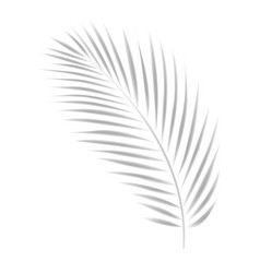 Tropical Leaves Shadow Mockup With Palm