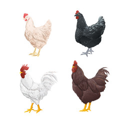 Set Of Chicken Watercolor Style On White