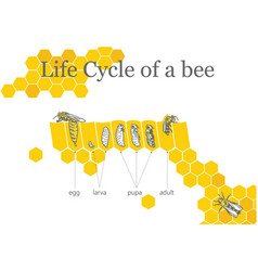 Life Cycle Of A Bee