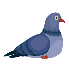 Funny Pigeon Character Cartoon Dove Isolated