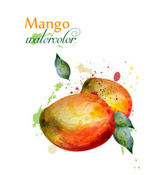 Mango Fruit Watercolor Delicious Colorful