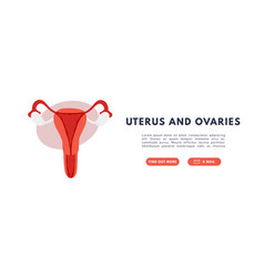 Female Reproductive System Uterus And Ovaries