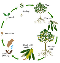 A Growth Cycle Of Olive Tree