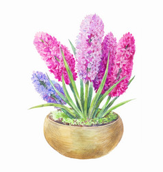 Watercolor Hyacinth In A Pot Hand Drawn Painting