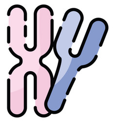 Female Chromosome On A White Background