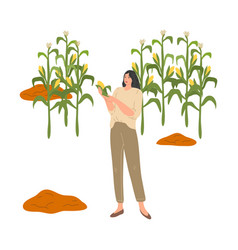 Woman Farmer Holding Ripe Corn During Harvesting